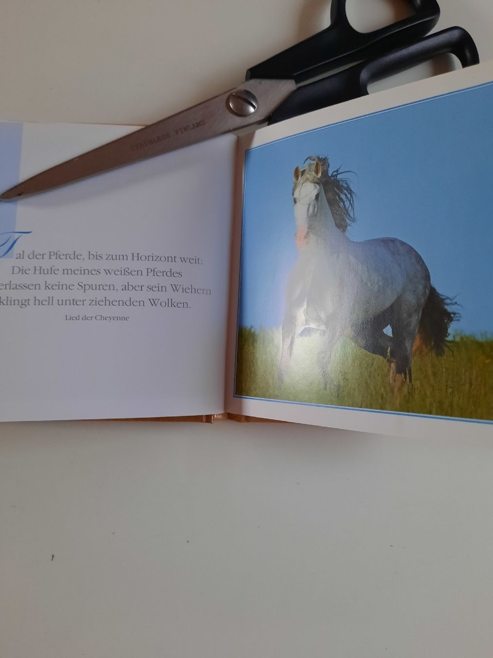 Libri: kleines Büchli Traumpferde – Nuovo (secondo la descrizione) da Nottwil venduto da mar_jqm7 4
