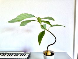 Avocado tree (curved trunk) (bonsai style)