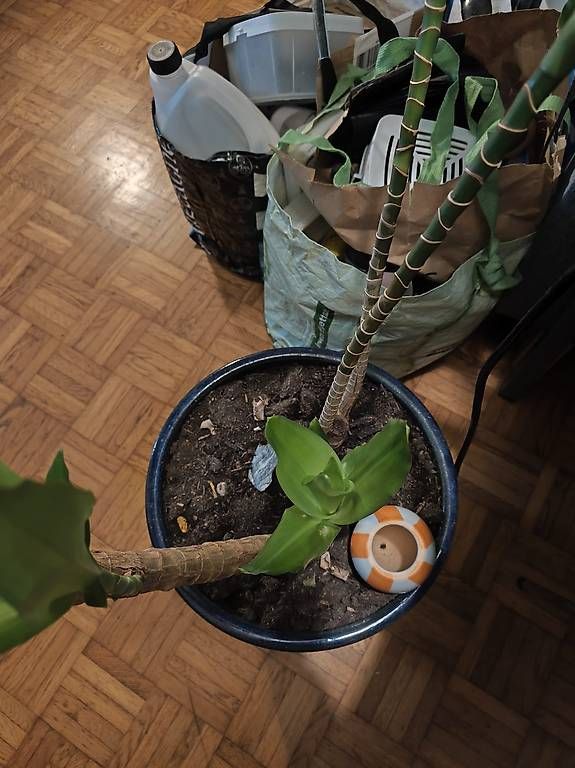 Plantes & graines: Big plant – D'occasion à Uster par add_8sxt 1