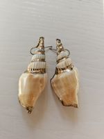 🐚Sommerliche Muschelohrhänger mit Goldrand🐚