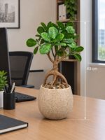 Künstlicher Ficus Bonsai 33 cm – Dekopflanze im Topf
