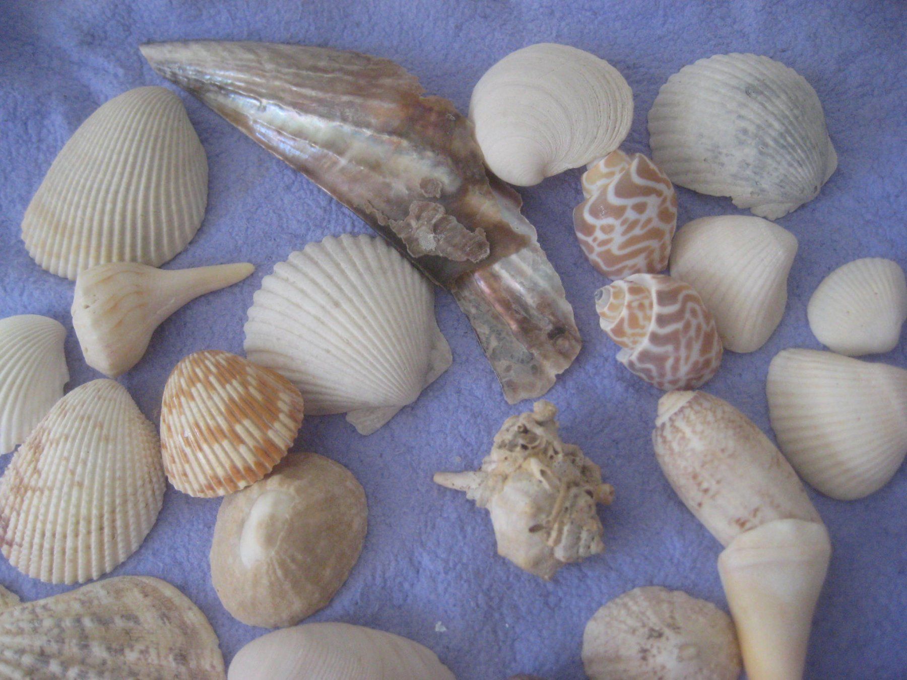 Fossiles: MUSCHELN – D'occasion à Uster par flocke1 2