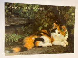 carte postale - chat "Le repos... c'est la santé!"