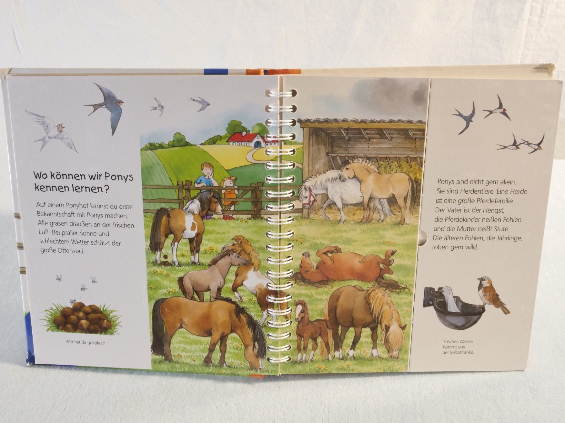 Bücher: Wieso Weshalb Warum? junior: Das Pony – Gebraucht aus Lustmühle von Glatisant 1