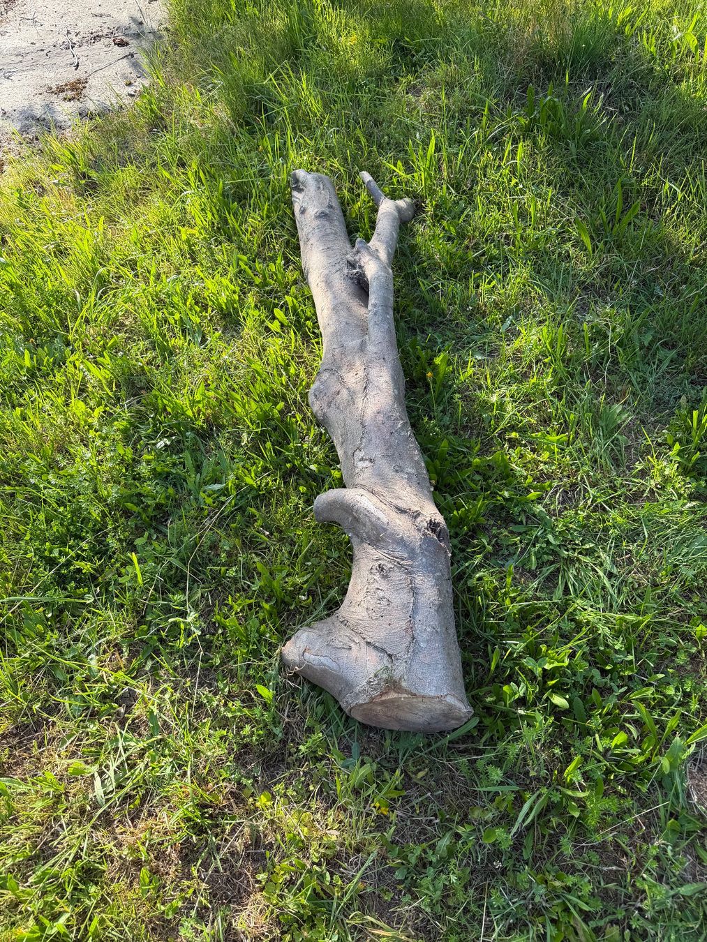 Articoli in legno: Starker, knorriger Baumstamm - Gartendeko – Usato da Huttwil venduto da Burk3