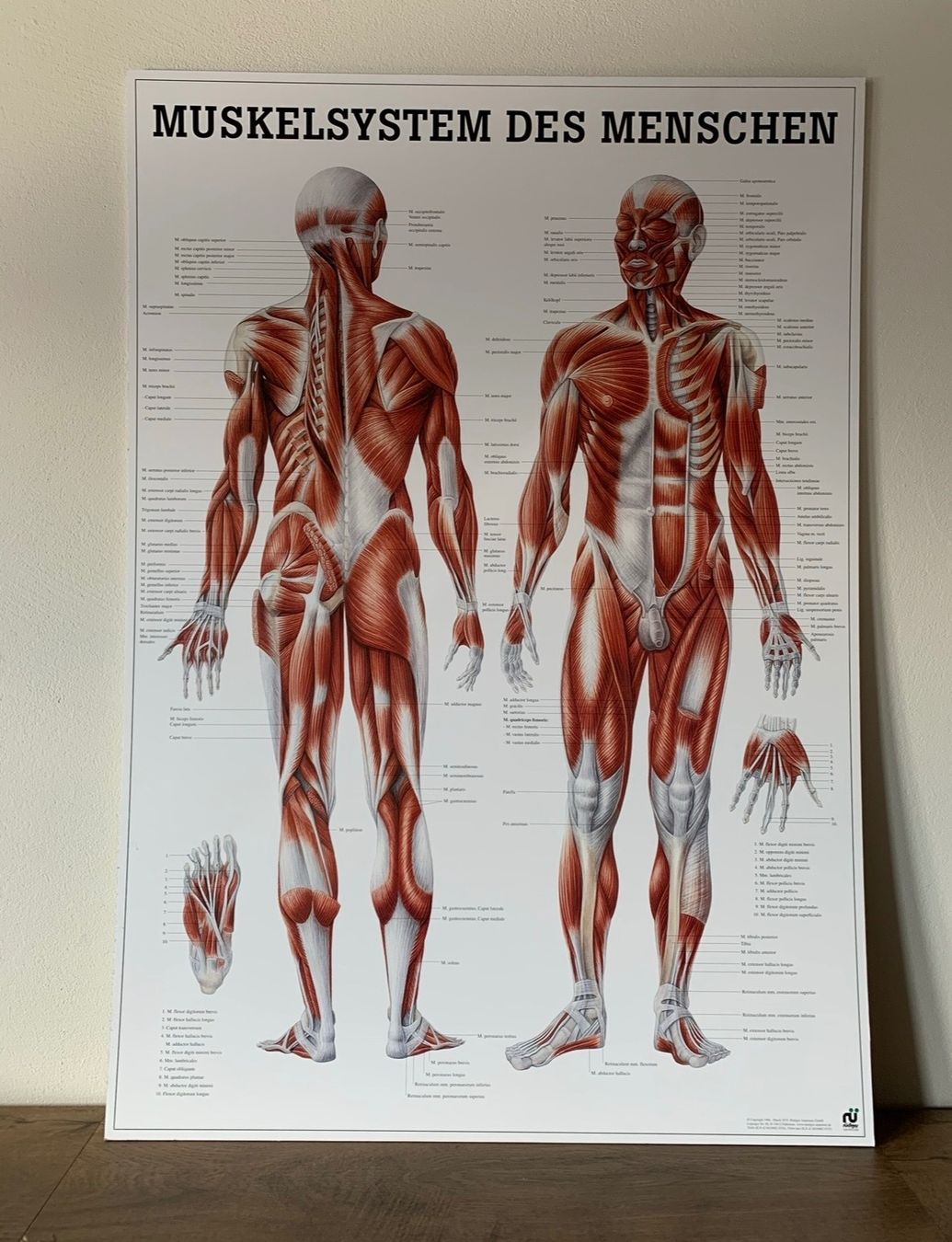 Poster & Bilder: Rüdiger Anatomie Tafel: Muskelsystem des Menschen – Gebraucht aus Luzern von KingMambo