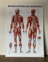 Rüdiger Anatomie Tafel: Muskelsystem des Menschen