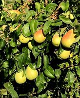 10 Samen Birne "Coscia". Es ist eine sommerbirne, süsse