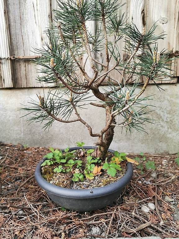 Piante & sementi: Bonsai Yamadori – Usato da Däniken SO venduto da Shark770 4