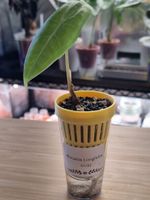🌱Alocasia Longiloba - Größe S