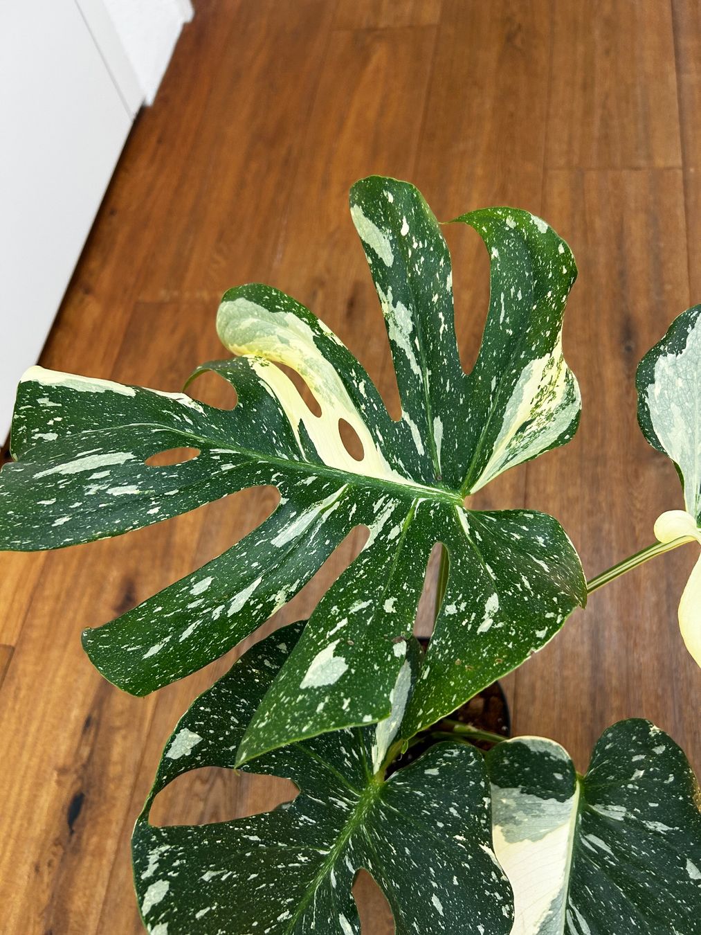 Pflanzen & Samen: Monstera Thai Constellation💚 – Gebraucht aus Wattwil von Mikesplantshop 1