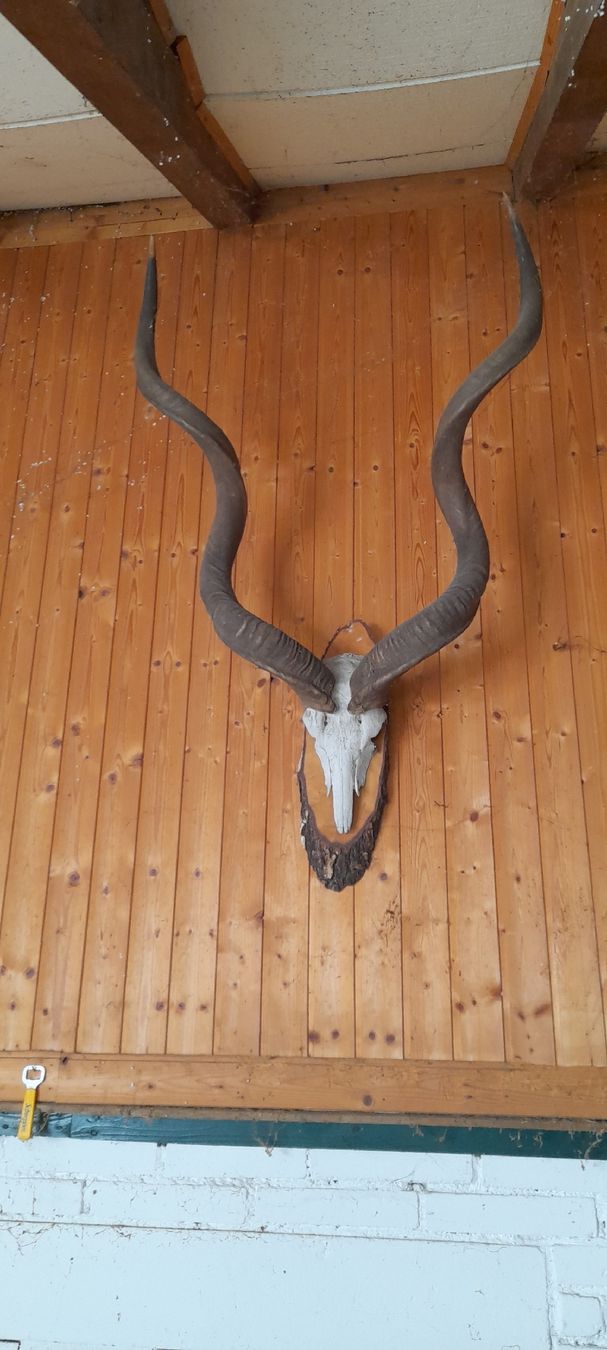 Altre raccolte & rarità: Kudu Geweih – Usato da Stetten AG venduto da 19487777