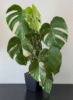 Monstera deliciosa albo variegata, 80cm, buschig
