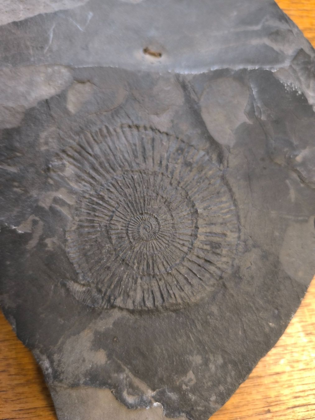Fossili: Fossil - Versteinerter Ammonit – Usato da Fruthwilen venduto da rescuemarie 2