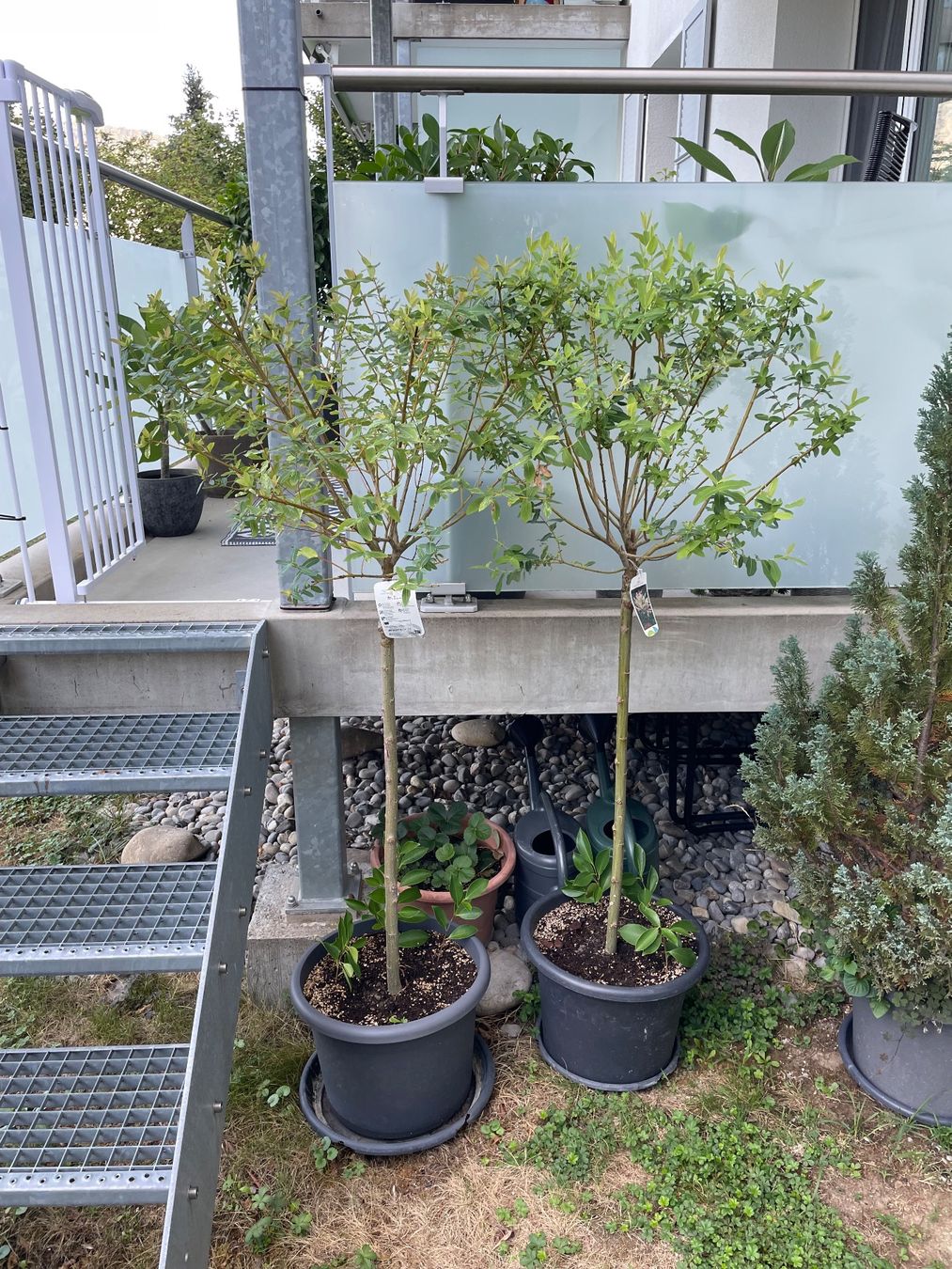 Piante & sementi: Japanische Weide Salix – Usato da Ipsach venduto da takacseni 1