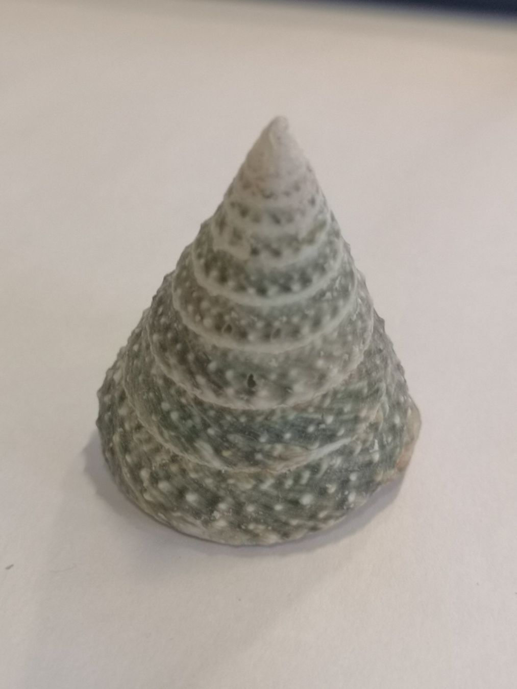 Fossilien: Tectus Triserialis Muschel TROCHOIDEA TEGULIDAE Shell 5,6cm – Neu (gemäss Beschreibung) aus Kloten von Asiatica 3