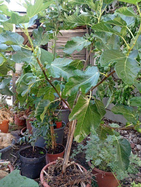 Plantes & graines: Feigenbäume – D'occasion à Langenthal par Shadowman01 9