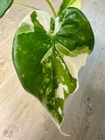 Alocasia Cucullata Variegata Albo Rhizme 🤍🌱
