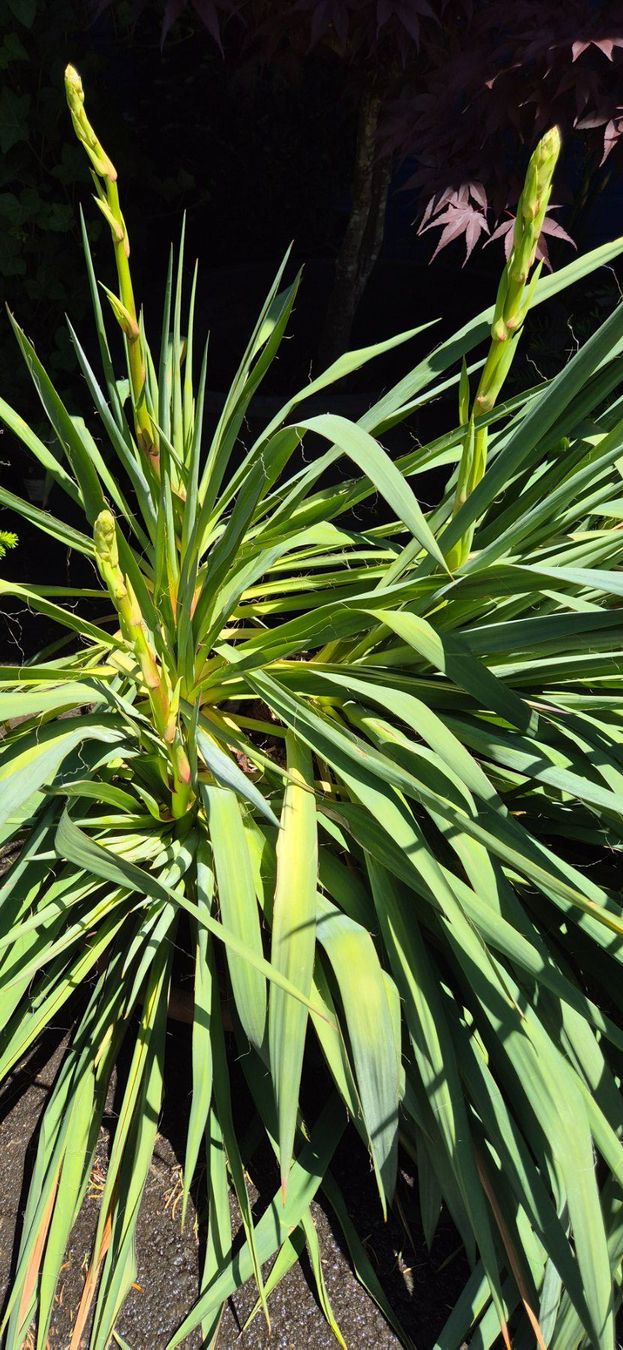 Piante & sementi: YUCCA PALMLILIE – Nuovo (secondo la descrizione) da Jona venduto da Sleon02 4