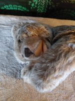 Älterer schlafender Steiff Teddybär