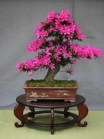 Piante & sementi: Azalée japonaise 'Blue Danube' 2x – Nuovo e nell'imballaggio originale da Bremblens venduto da FIBONACCI369