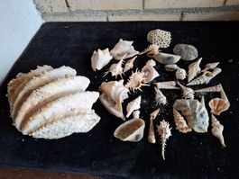 Grosses Muschel-Konvolut, Deko-Muscheln, Sommerdeko!