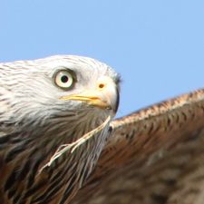 Profile image of Rufibach