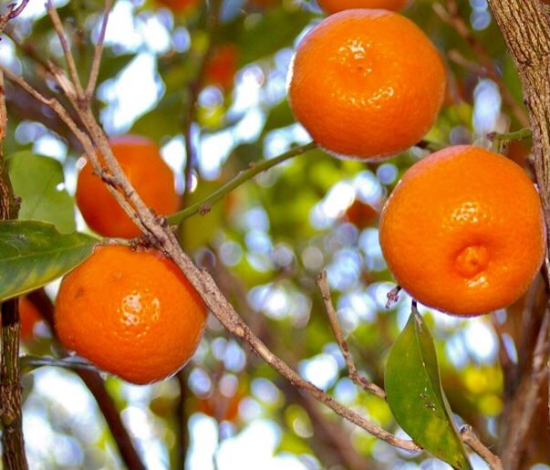 Pflanzen & Samen: Ab 5.- fr 5 Samen Kalamondin CITROFORTUNELLA MICROCARPA= – Neu und originalverpackt aus Rovio von POSITIFFARTandPLANTS
