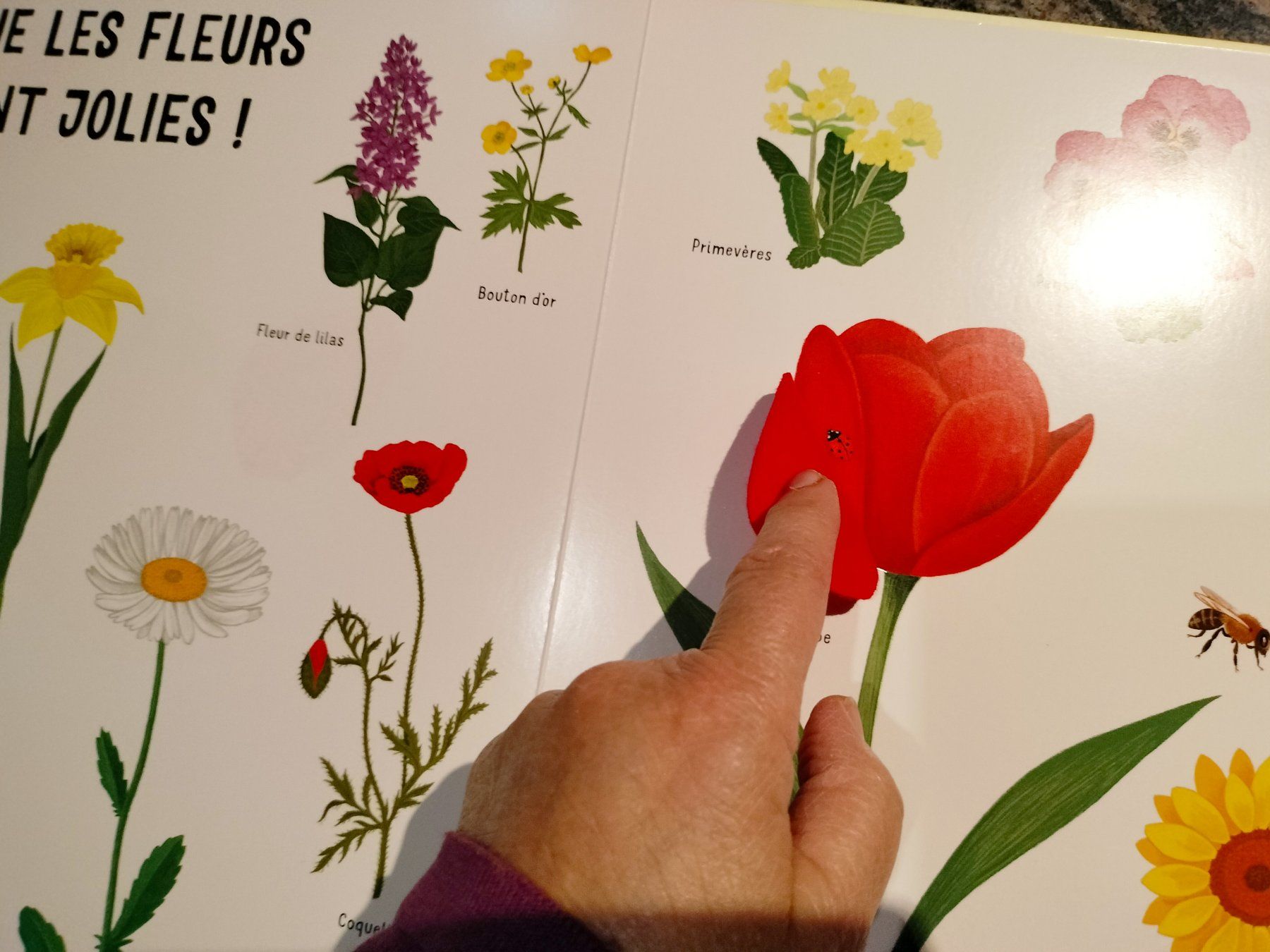 Libri: Dans mon jardin avec de grands flaps en feutrine – Usato da Cortaillod venduto da rozinna 8