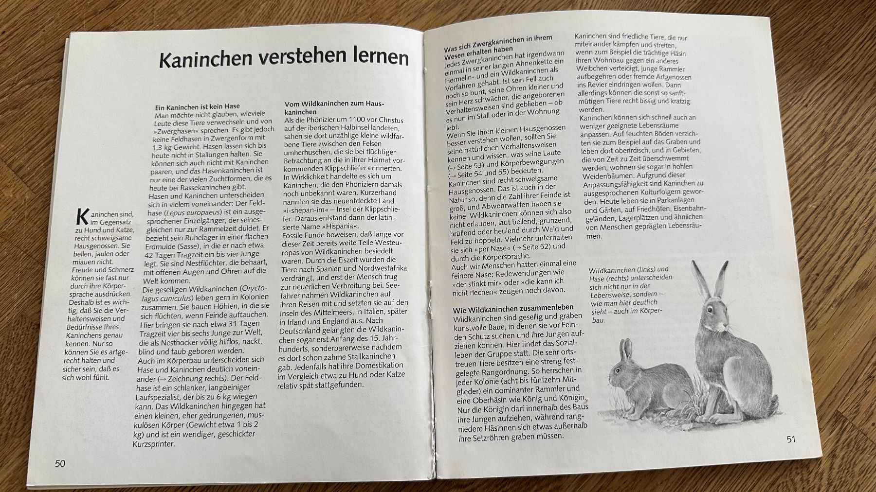 Libri: Buch Ratgeber Zwergkaninchen – Usato da Krauchthal venduto da Kiddy32 2