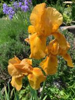 1 goldgelbe Bartiris, Schwertlilie Gartenpflanze winterhart