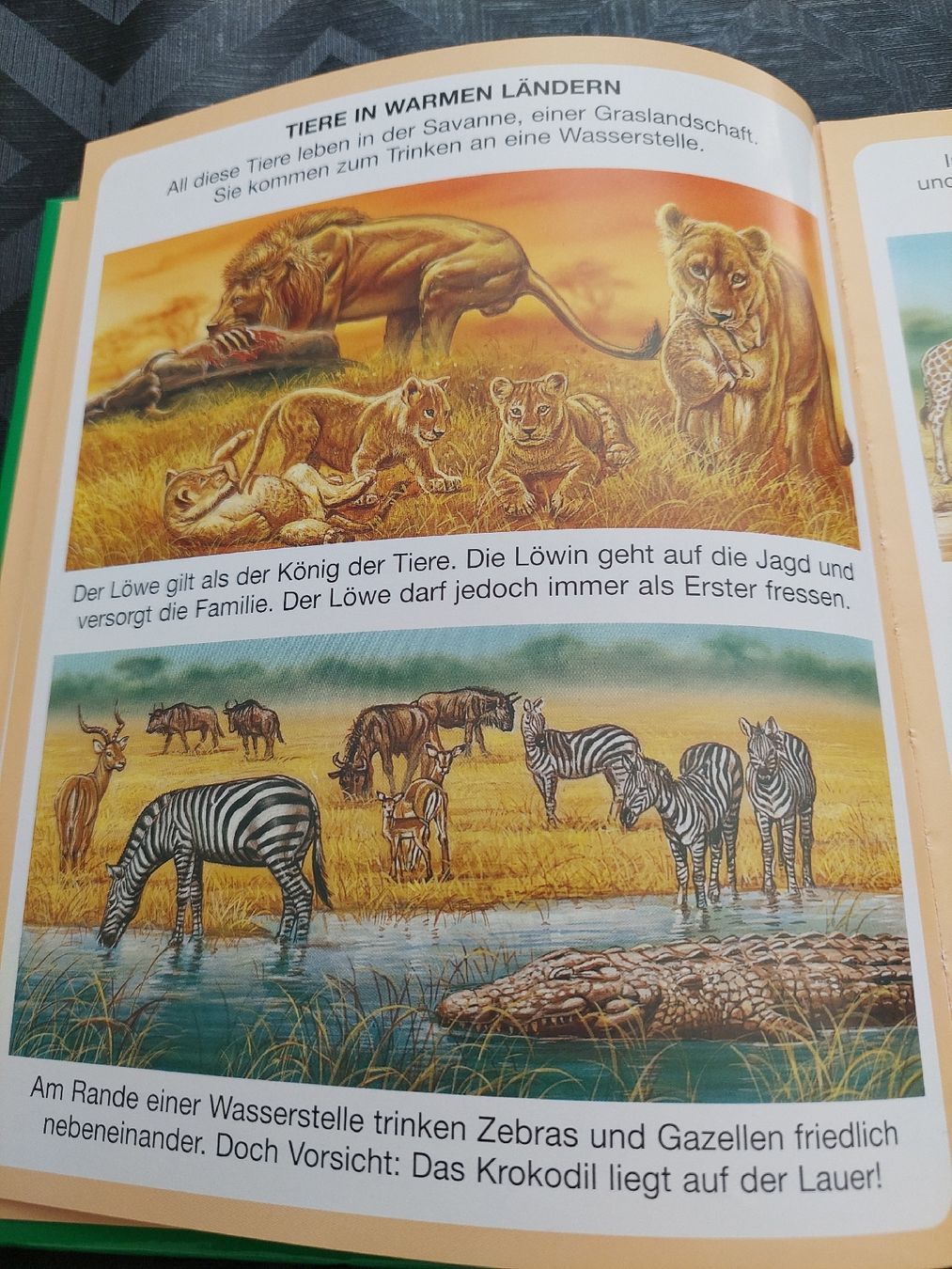 Bücher: Dein buntes Wörterbuch  Natur – Gebraucht aus Zetzwil von lanst08 4