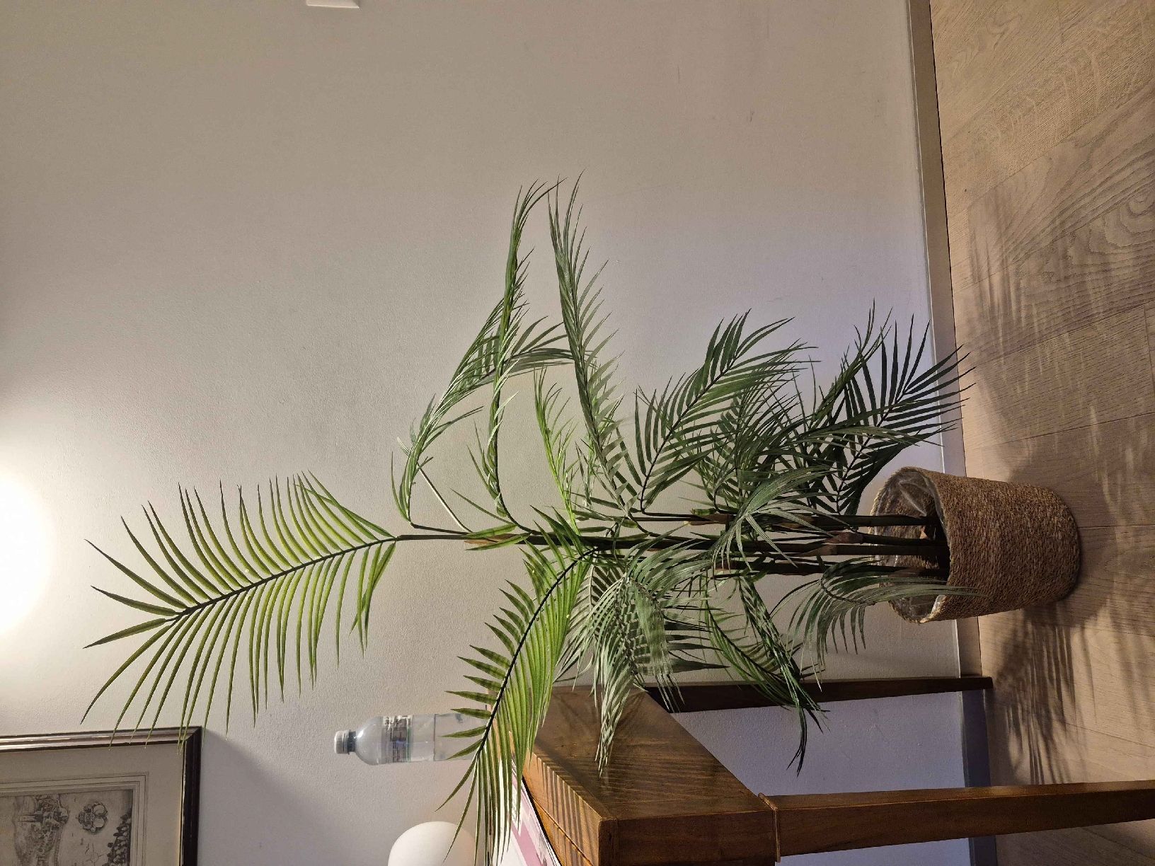 Piante & sementi: Künstliche Areca Palme – Usato da Sempach venduto da bue_d27g