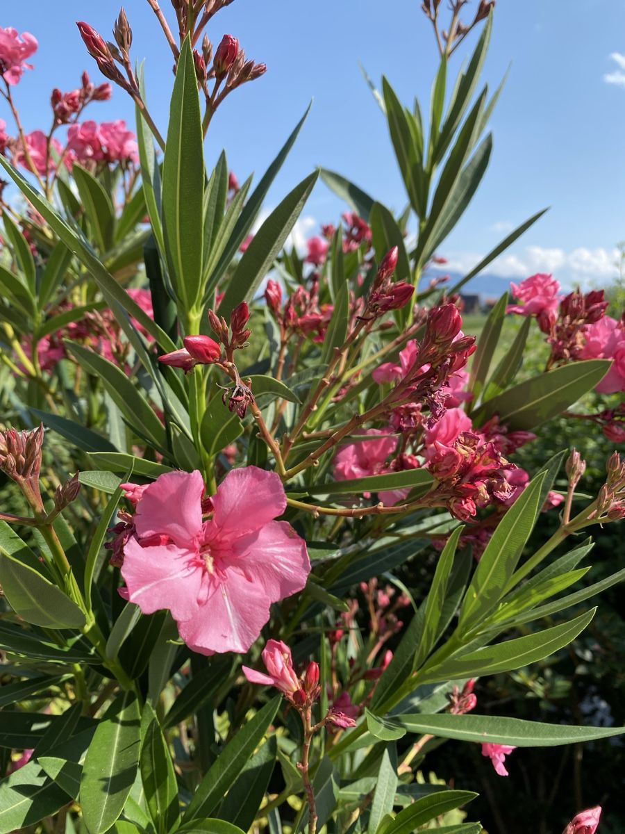 Piante & sementi: Hochstamm-Oleander pink – Usato da Hünenberg venduto da a.u.849 2