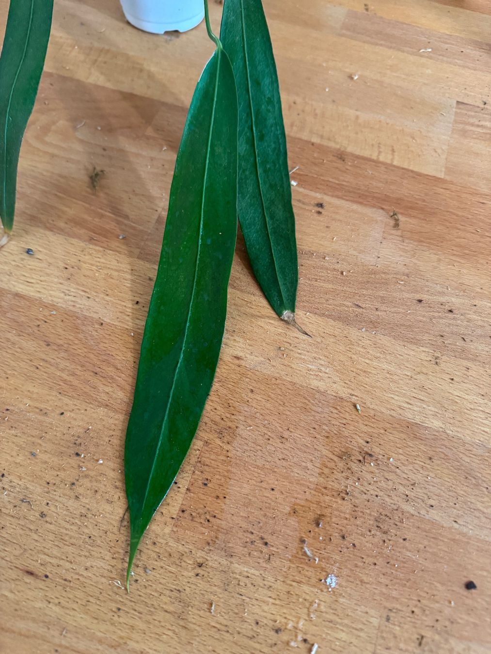 Piante & sementi: Anthurium wendlingeri – Usato da Männedorf venduto da mrclst 2