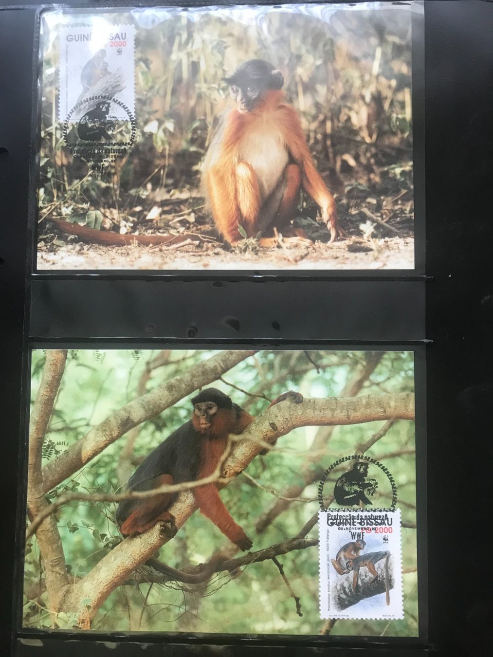 Tutti i francobolli: WWF Guinea-Bissau 1992 Satz Roter Stummelaffe Maximumkarten – Nuovo (secondo la descrizione) da Winterthur venduto da schnueps 1
