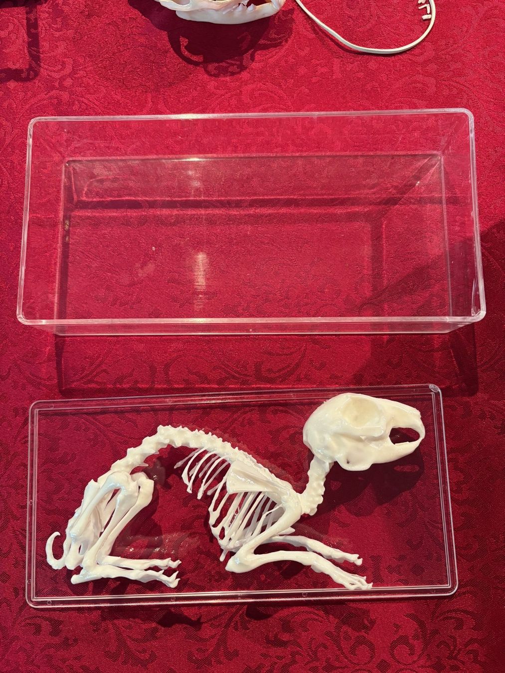 Il mondo degli animali: Kaninchenskelett – Nuovo (secondo la descrizione) da Busswil b.Melchnau venduto da lemmyfreakluc