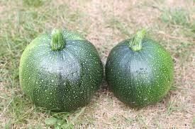 Piante & sementi: La courgette 'Tondo di Piacenza' 10g – Nuovo (secondo la descrizione) da Bremblens venduto da FIBONACCI369 2