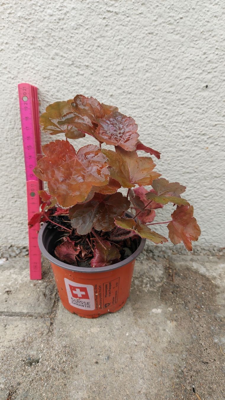 Piante & sementi: Purpurglöckchen – Heuchera – Nuovo (secondo la descrizione) da Thalheim venduto da silvara01