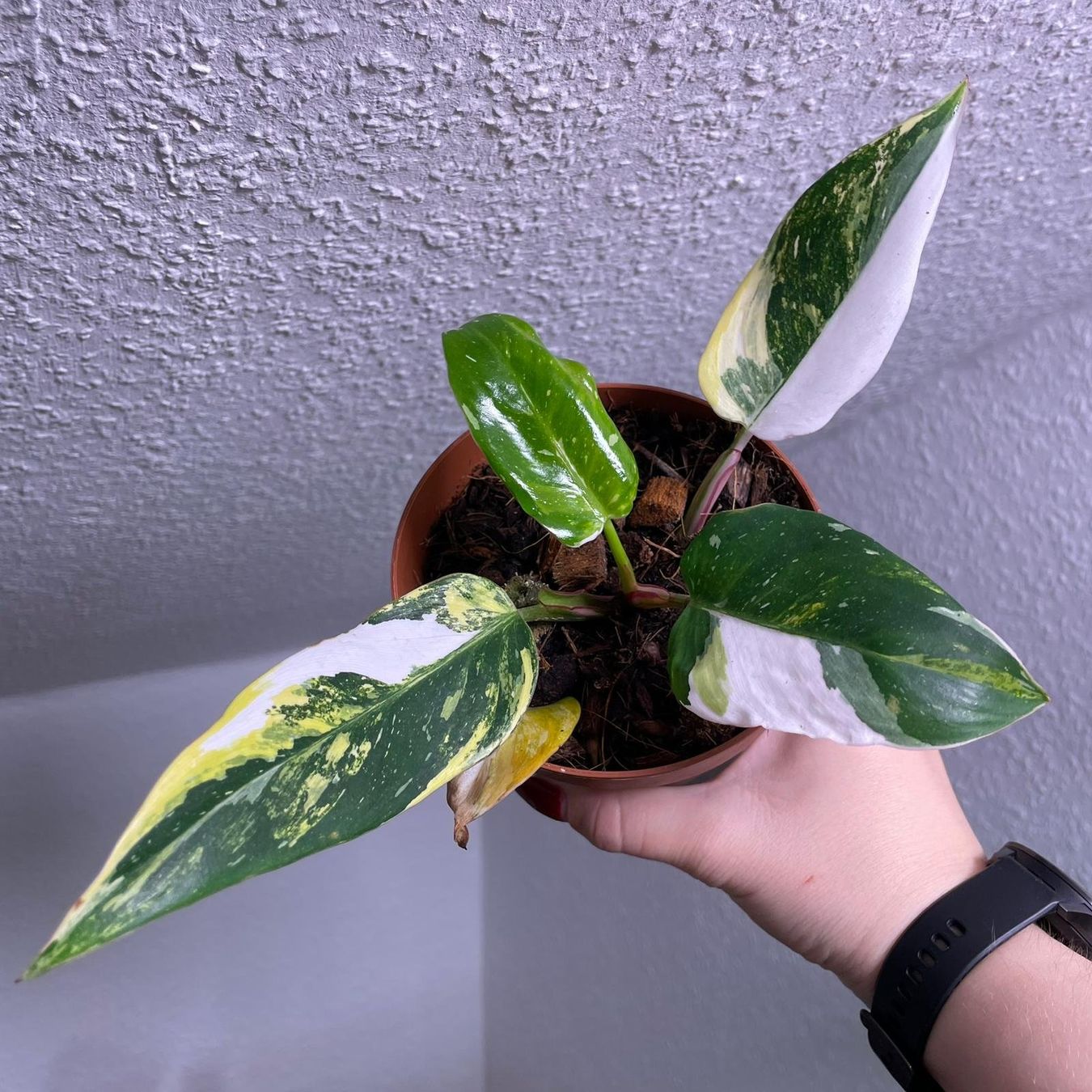 Piante & sementi: Philodendron White Princess Aurea variegata – Usato da Suhr venduto da Planted.by.two