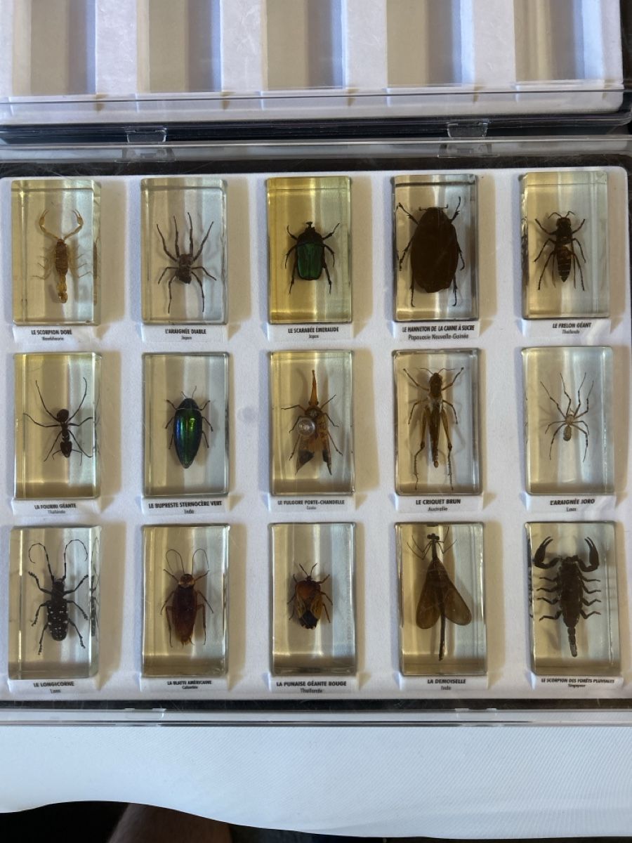 Bastelsets: Collection Insectes du Monde – Gebraucht aus Vétroz von sam_hx5l 1