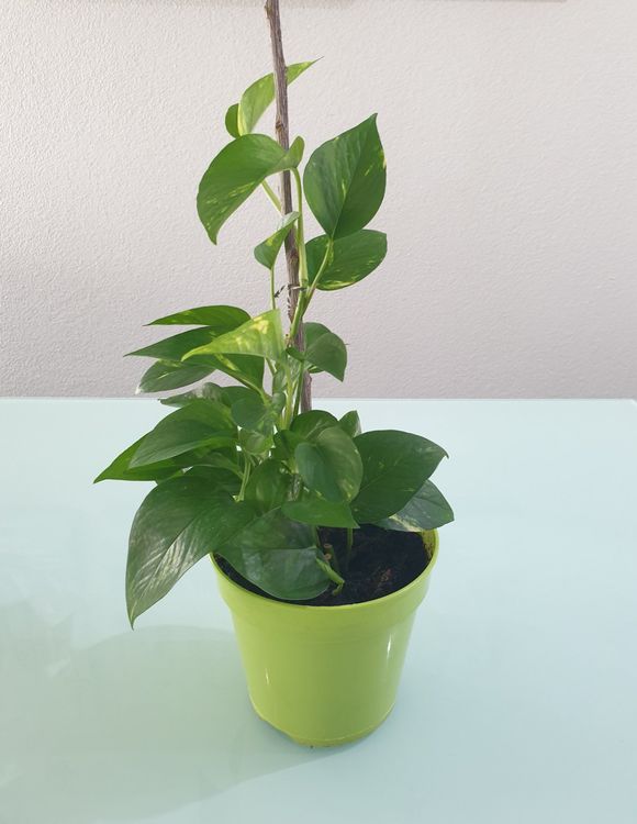 Pflanze Efeutute Epipremnum Pothos 42 cm Kaufen auf Ricardo