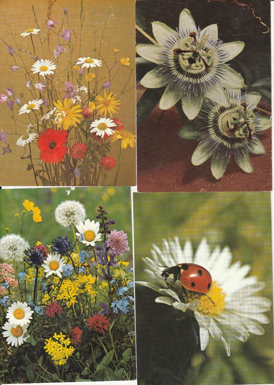 Cartoline postali: 40 Schöne Blummenkarten – Usato da Lumbrein venduto da made02