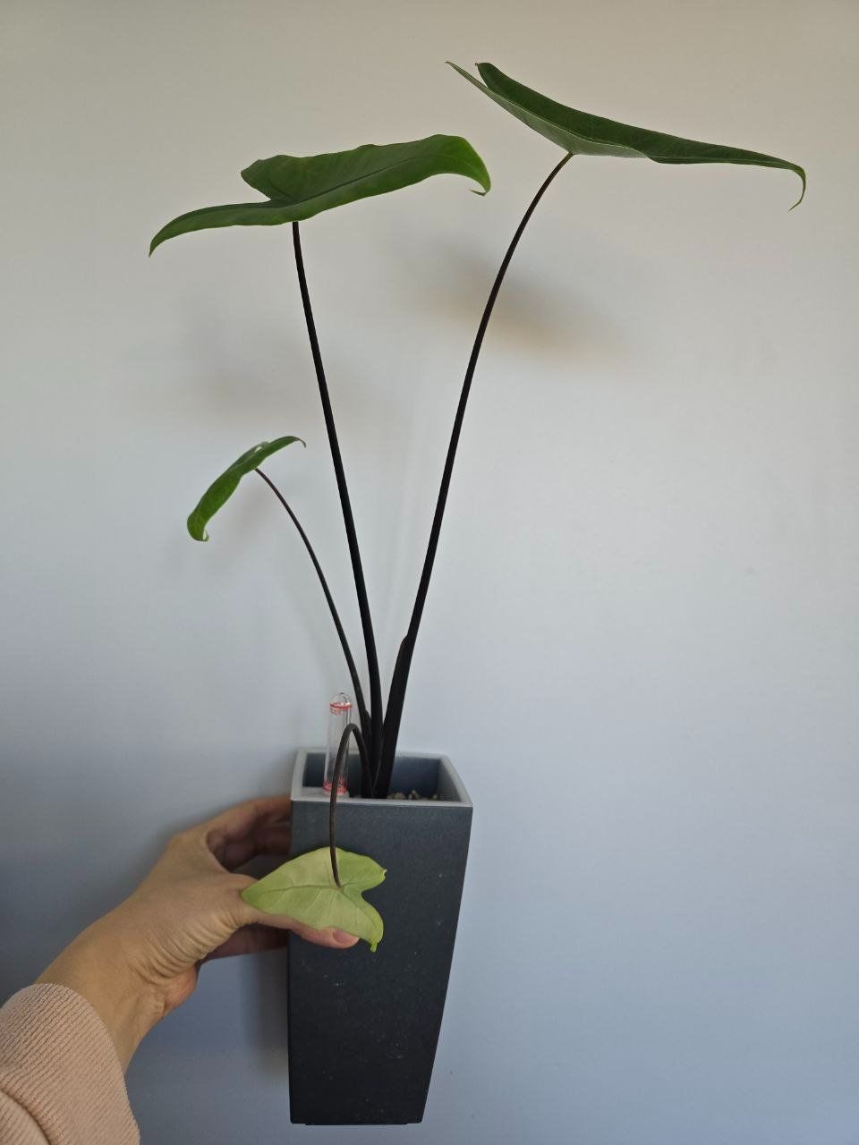 Piante & sementi: Alocasia Black Zebrina – Usato da Nidau venduto da lena_yellow 7