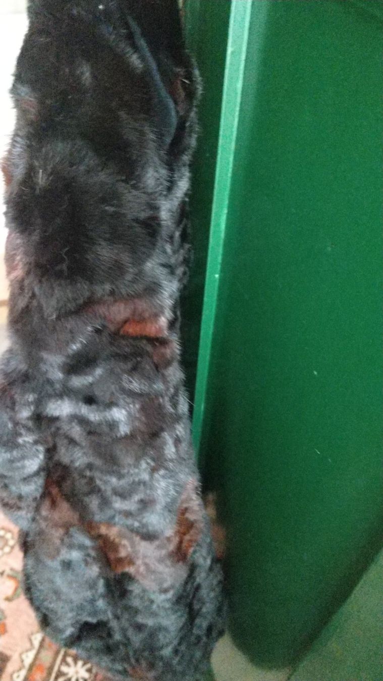 Manteaux: Shearling Mantel – Neuf (Voir description) à Unterentfelden par 13_Lukullus 6