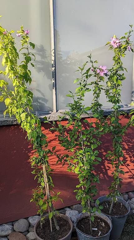 Plantes & graines: Hibiscus  – D'occasion à Möhlin par chrisscat 3