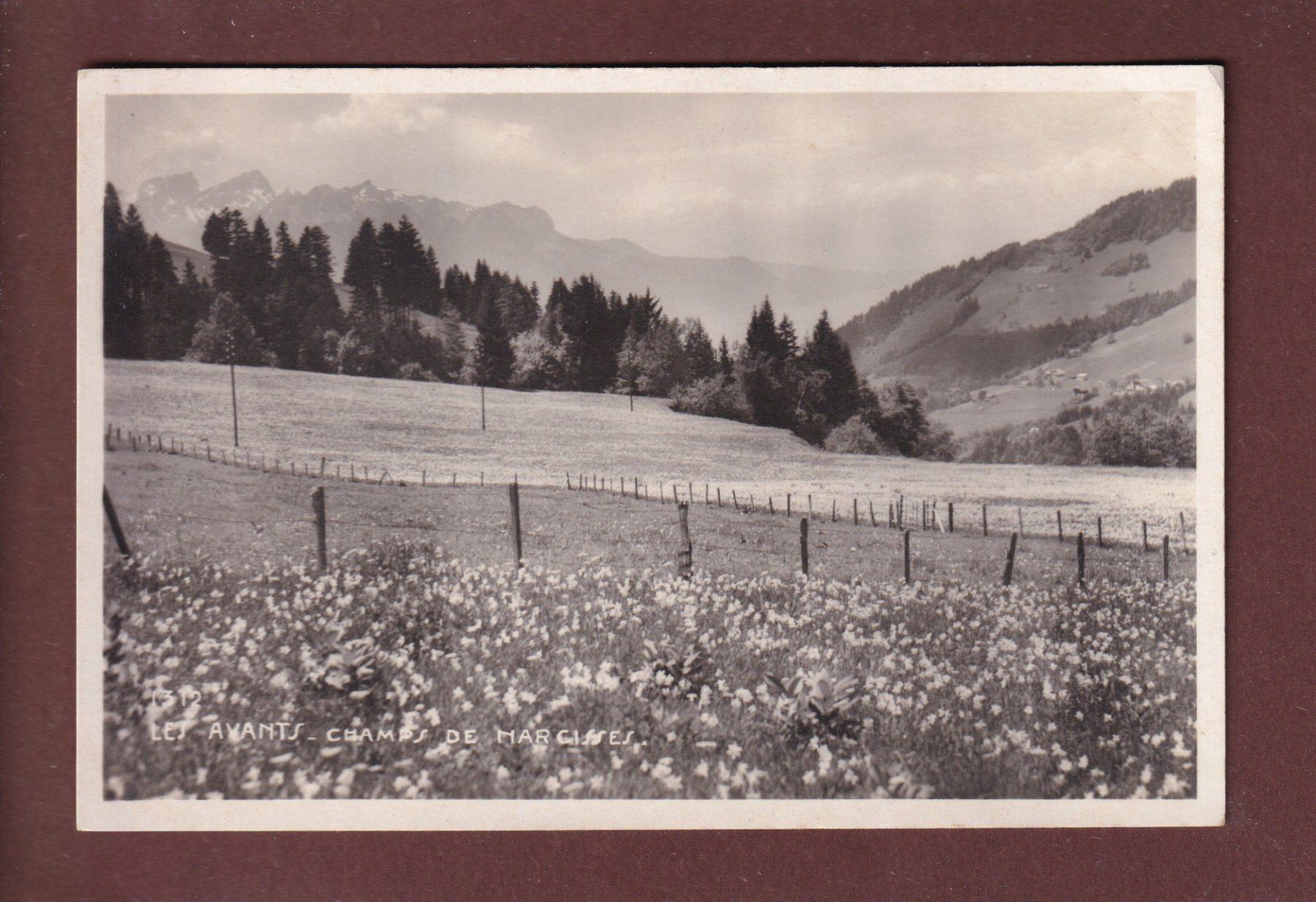 Cartoline postali: LES AVANTS - Champs de Narcisses – Usato da Pully venduto da nicecards