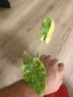 Alocasia gageana ‘Aurea