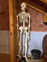 Anatomisches Skelett Modell lebensgross 