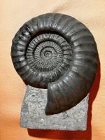 Grosser Ammonit auf Steinsockel – Fossil/Versteinerung 55 cm